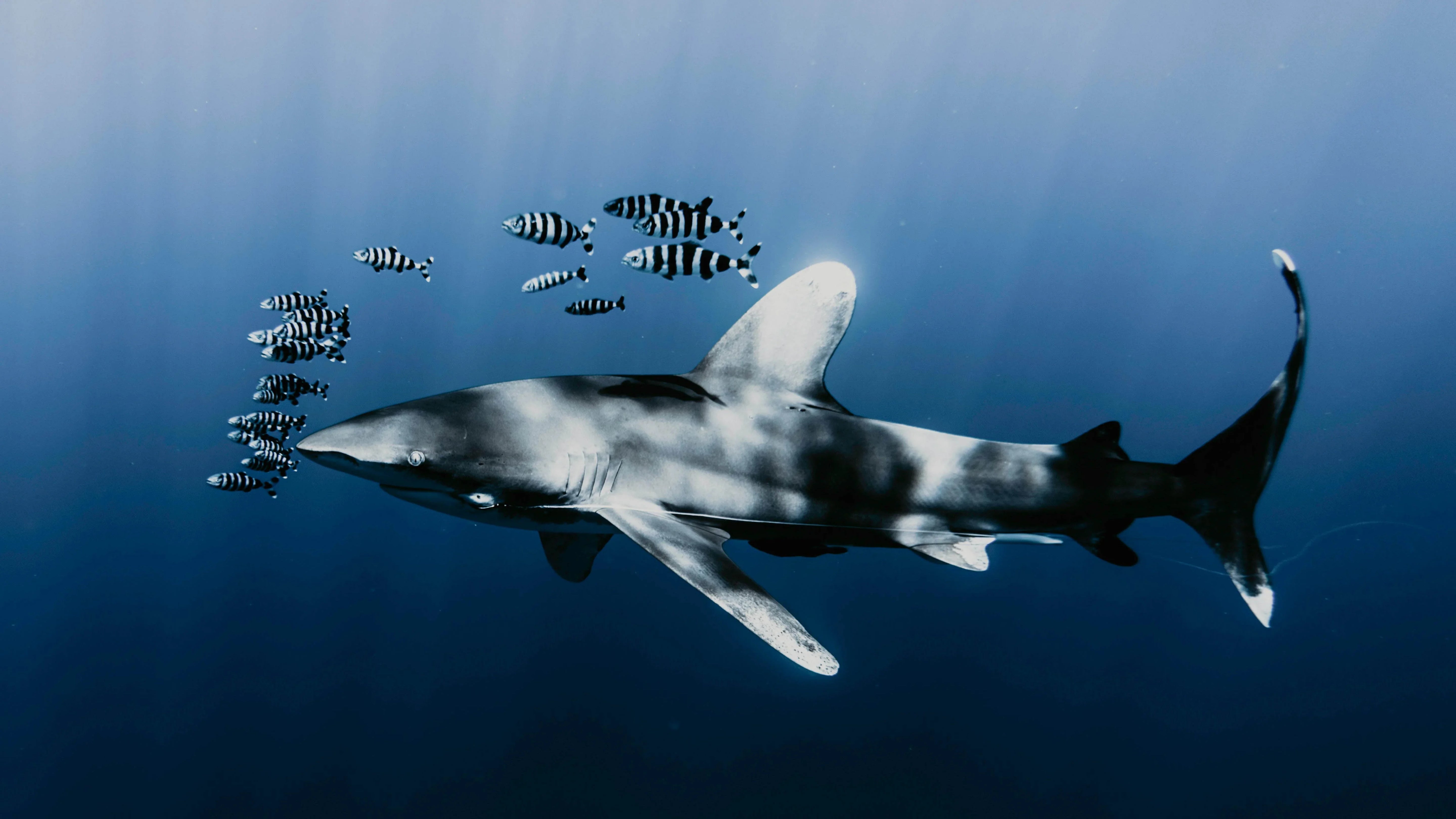 Shark swimming gracefully with striped pilot fish companions in deep blue ocean waters, showcasing natural marine ecosystem and symbiotic relationships