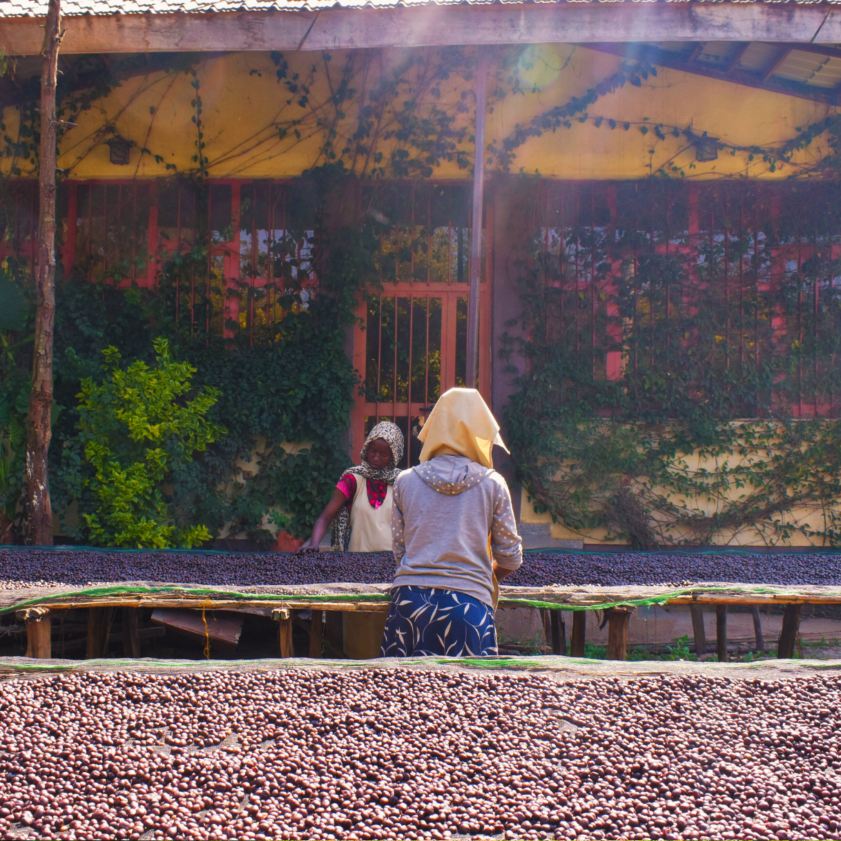 Sunshine Daydream - Ethiopia