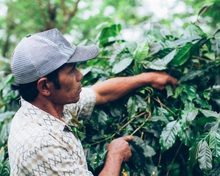 Farmer inspecting coffee plants in Bali, Kintamani highlands