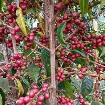 Coffee cherries growing on a coffee plant