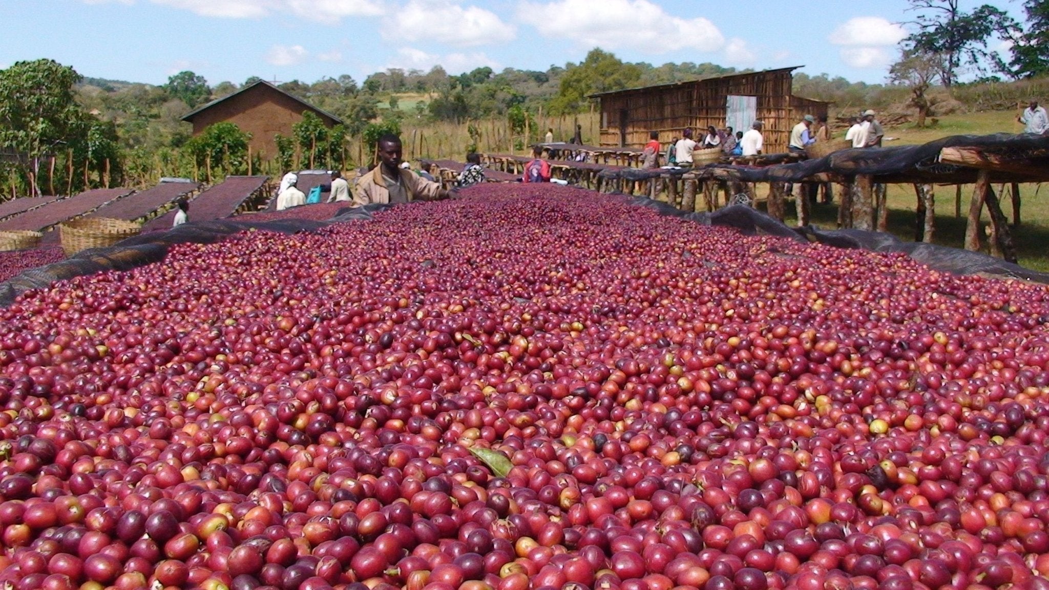 Ethiopia Natural Single Origin Coffee cherries drying, Oromia region