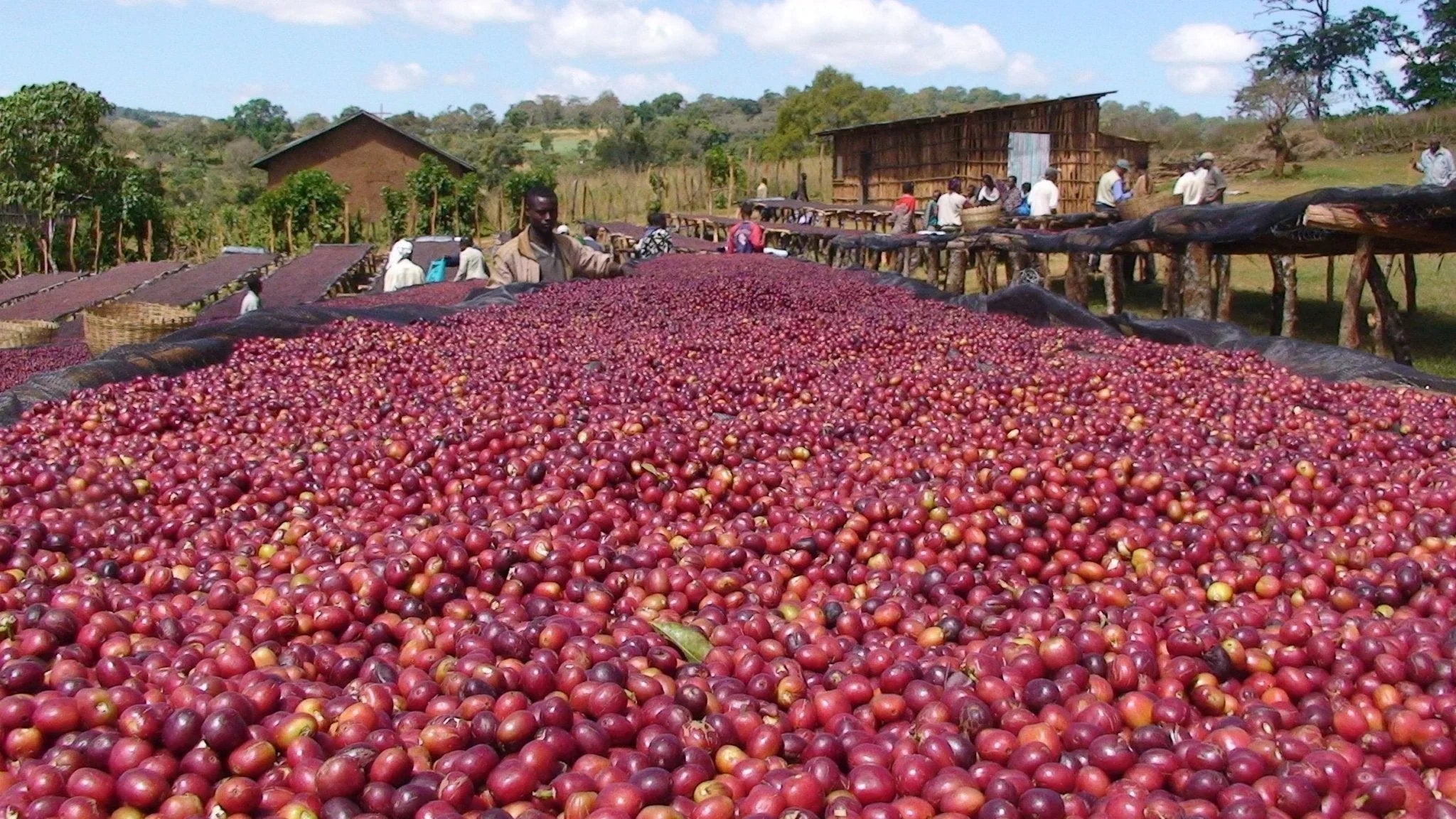 Ethiopia Natural Single Origin coffee cherries drying on raised beds in Oromia region, showcasing artisanal processing.