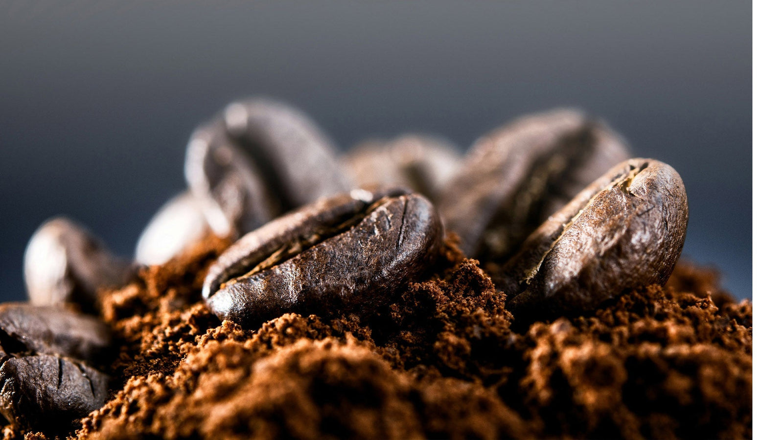 Close-up shot of dark roasted coffee beans piled on freshly ground coffee, highlighting the rich texture and aroma of coffee